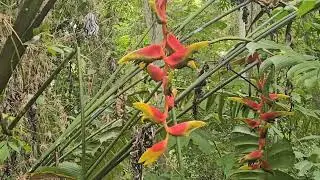 Exploring Metropolitan Natural Park, Panama City, Panama