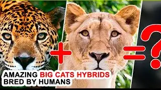What Happens If You Crossbreed A Jaguar And A Lion? Amazing Big Cats Hybrids Bred By Humans