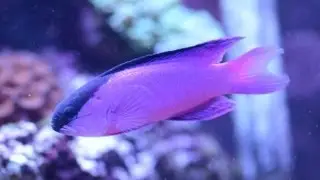 Уход за Black Cap Basslet Gramma melacara 黑帽