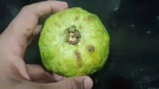 Raw Guava Sabzi Recipe/Khatti-Mithi Sabji/Amrood Recipe/Guava Curry Recipe/@Cookingwithmomu2
