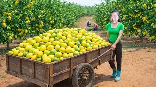 Harvesting lemons and wild avocados, and growing bean sprouts in 3 days for sale at the market