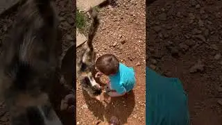 Outdoor Adventures #toddlers #cat #outdoors #boymom #toddlermom #fyp #shortsvideo #shorts #reels #fy