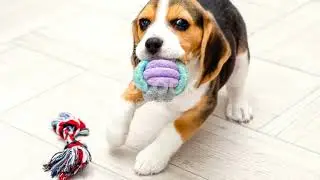 Why Beagles Make the Best Pets: #ബീഗിളുകൾ മികച്ച വളർത്തുമൃഗങ്ങളാകുന്നത് എന്തുകൊണ്ട്