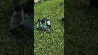 Feist Puppies