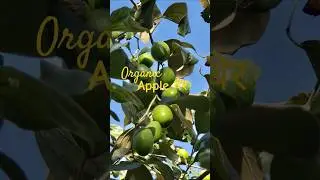 Organic Apple Ber 🍎 | Sweet, Juicy & Naturally Grown at Home #kitchengarden #organicgardening