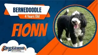 Advanced Skills: Fionn Nails Off-Leash Dog Training!