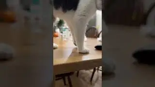 Very sensitive Cat