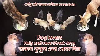 Dog lovers help and save Street dogs #dogs #anmals #streetdog #puppy #pets #cutedog 