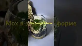 Закрытые композиции с живым мхом florarium-flo.ru #флорариуммосква #plants #мох