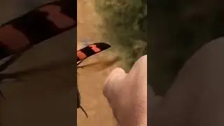 Beetles taking flight in slow motion