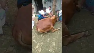 kurbani Guru 😭😭😭 qurbani Mubarak #cow #tiktok #shortsfeed #shorts #viral #voice #islam #ytshorts