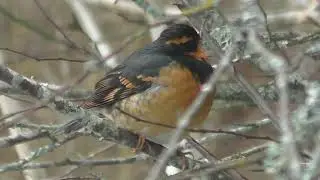 Varied Thrush, Vancouver Island British Columbia