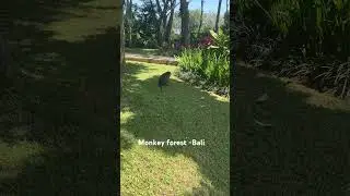 #monkey #reels #youtube #art #music #love #travel #youtubeshorts #video #bali #shorts #shortvideo