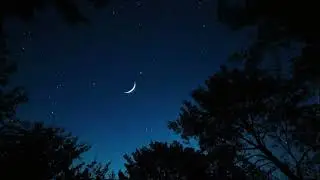 Night Forest Cricket Sounds 🌙 ASMR Ambience for Sleep, Study & Relaxation 😴