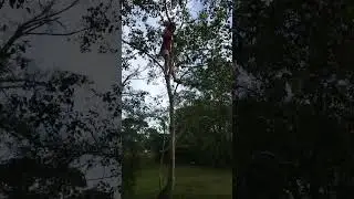 Florida Man Tree Solo - Chinese Tallow aka Florida Aspen