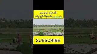 #farmer #farming #hardwork #viralvideo #raithulu #natural #vyavasayam #india #youtube #youtubeshorts