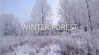 Relaxing Winter Forest Walk In The Snow. Frosty Trees. Calming Music.