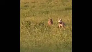 Hunter Outsmarts a Fierce Wolf Trap #shorts #viralshorts