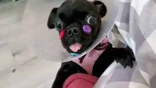 debrajoy. 12/31/2022 Costanza the vicious! Lily loves to antagonize him! 🤣