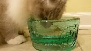 Миски для кошек: обзор стеклянной миски для домашних животных PawNosh Cubby Bowl - ねこ - ラグドール - Floppycats