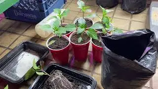 Follow up grow report California wonder peppers from seed in organic soil