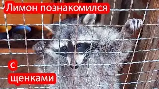 VLOG Отпусти щенков. Им же больно