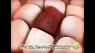 Antioxidants vs Free Radicals The Formulation