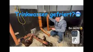 Genialer Winter-Hack? Mein Fazit zur beheizten H&uuml;hnertr&auml;nke nach dem H&auml;rtetest!