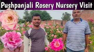 Pushpanjali Rosery Nursery Visit🌹New Ready Rose Plant For Delivery 🇮🇳 Nursery Visit🌹
