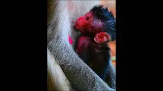 Comely baby monkey