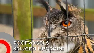 Upgrade voor de roofvogels van Falconcrest