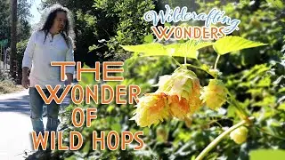 Wildcrafting Wonders: The Wonder of Wild Hops