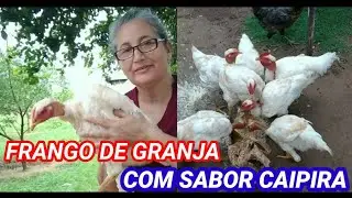 Como criar frango de granja/Sabor caipira