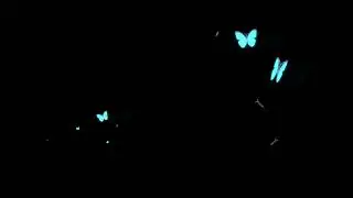 Butterfly overlay  animation
