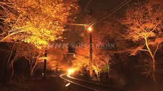 NHK VIDEO BANK - Red autumn leaves in Japan