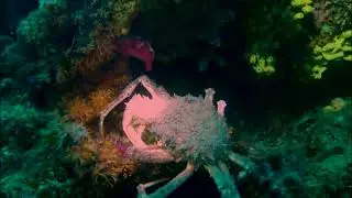 Diving in Krk 2022