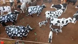 Fazendinha de brinquedo NACERAM OS NELORES PINTADO#agro#touro#cavalo 