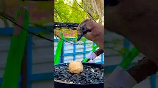 Wildlife adventure channel #birds #burung #aves #volatile #vogel #कठफोड़वा #villagevlog #nature
