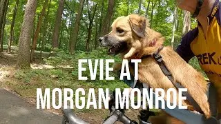 Evie during a ride at Morgan Monroe State Forest