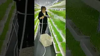 microgreen watering process in greenhouse #shorts