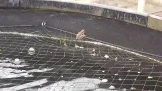 Stupid frog