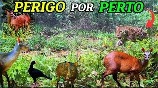 Onde os animais e aves silvestres frequentam a presen&ccedil;a de predadores como a on&ccedil;a pintada &eacute; certa!