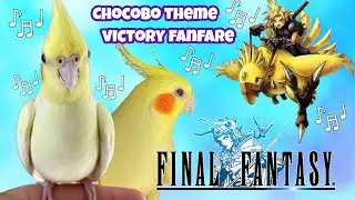 Whistle to teach cockatiel to sing the chocobo theme and victory theme from the final fantasy series