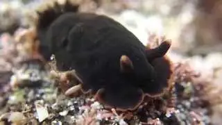 【ウミウシ】クロシタナシウミウシ(Dendrodoris fumata)