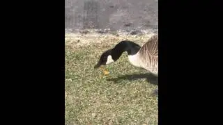 Hungry goose