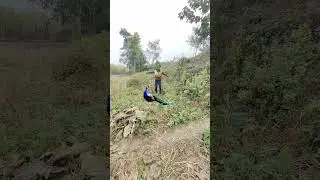 Dean forest peacock 🦚 life #real #vtr #experiment #hydraulic #mor #birdsounds #science #vtrjungle