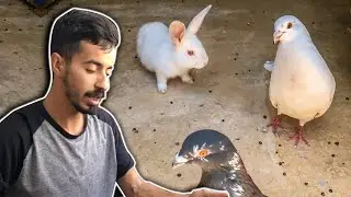 قنية كتشوف الحمام لأول مرة