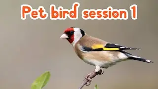 pet bird session 1