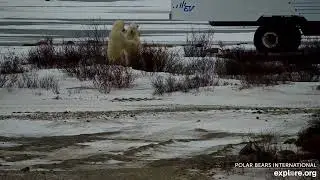 Polar Bear, Churchill, Manitoba, Canada, explore.org, 2024/11/14