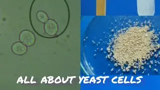 Yeast cell multiplication and fermentation .